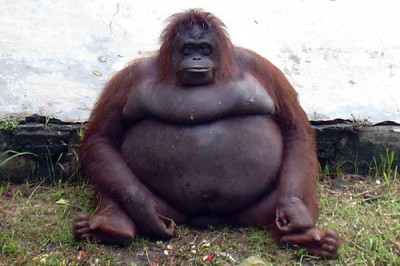 fat-orangutan